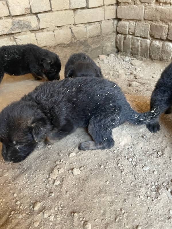 Belgium shepherd puppy for sale 2