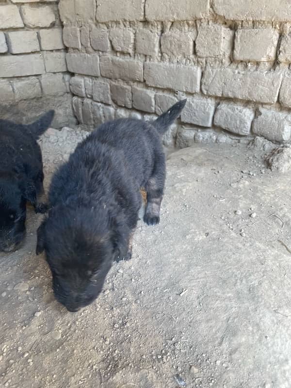 Belgium shepherd puppy for sale 4