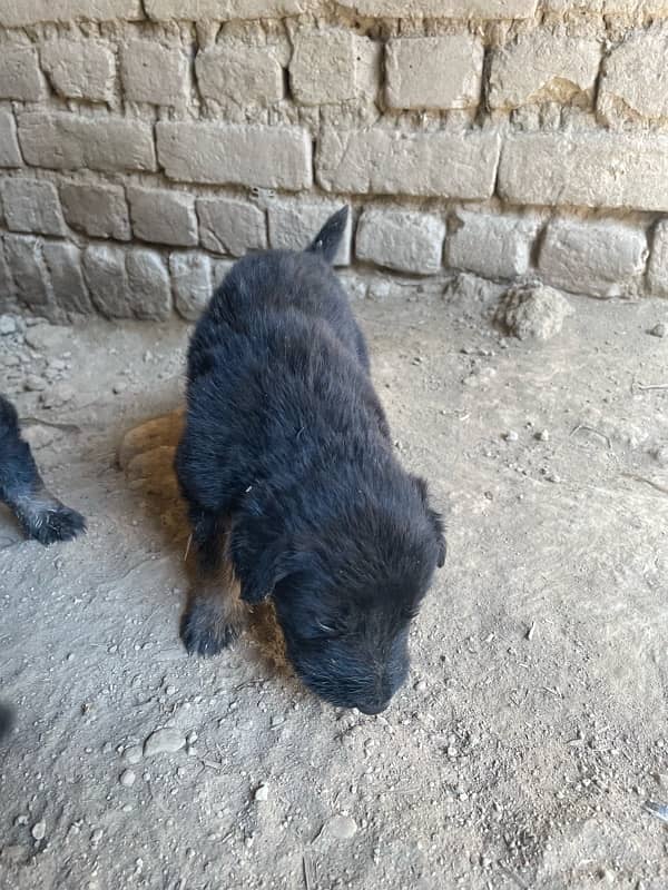 Belgium shepherd puppy for sale 5