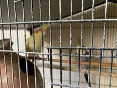 cocktails  and three portion Cage for Sale