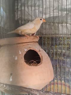 Orange Finch breeding to ready