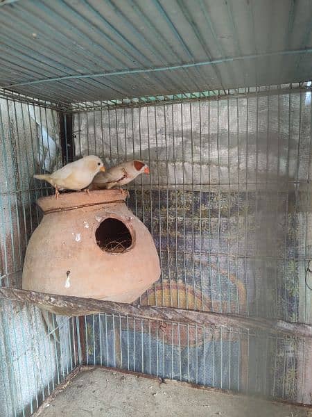 Orange Finch breeding to ready 1