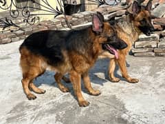 German shepherd