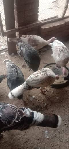 turkey female for sale