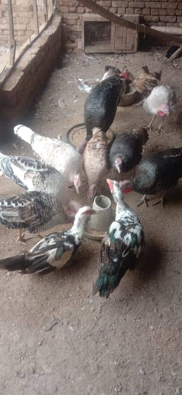 turkey female for sale 1