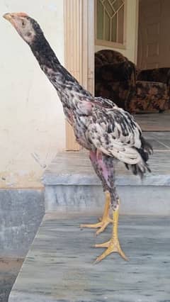 Black Aseel Shamoo 5 months chick's