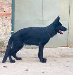 German shepherd  03234696626