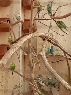 Australian Parrots For Sale