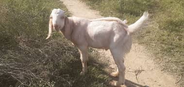 2 Goats For Sale 1 Male Goat 1 Female Goat