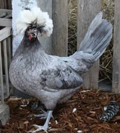 White and blue buff Polish chick's available