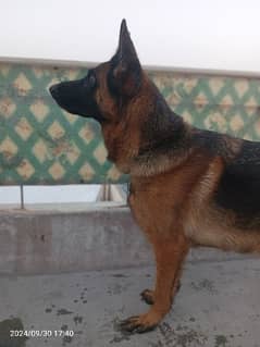 GSD Female