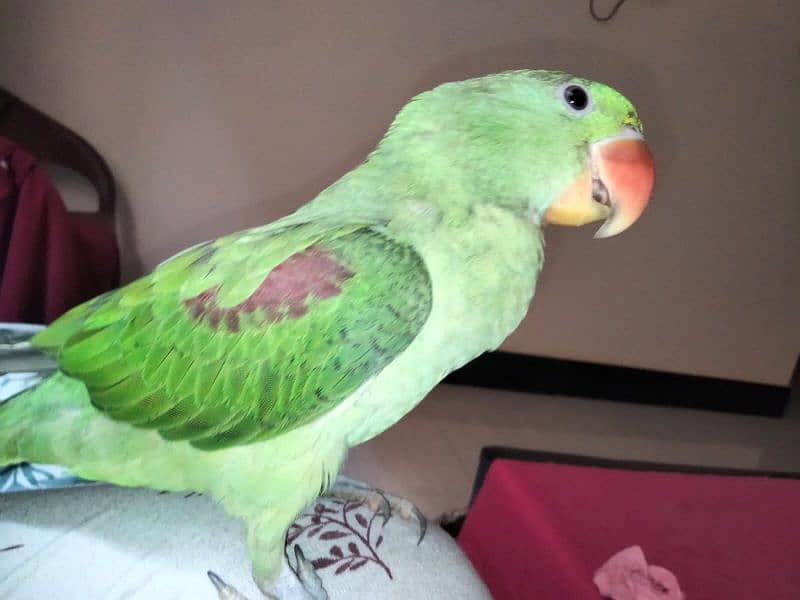 Alexander parrot for sale 1