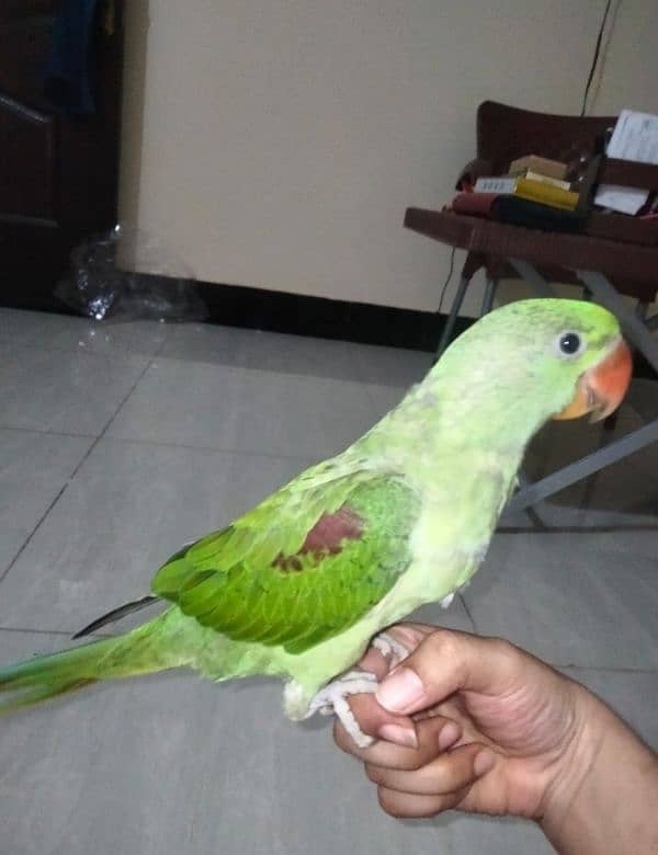 Alexander parrot for sale 2