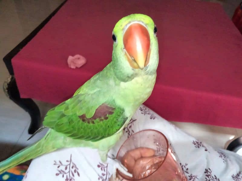 Alexander parrot for sale 3