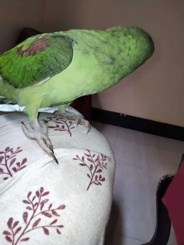 Alexander parrot for sale 4