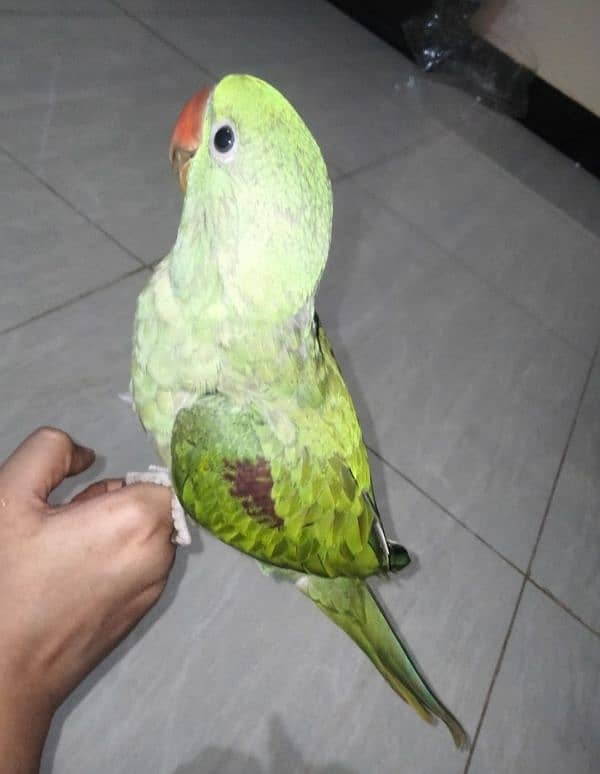 Alexander parrot for sale 5