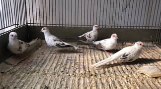 diamond red blue pied doves breader pairs