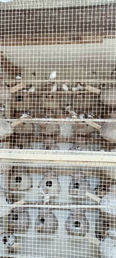 Finches