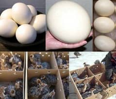 OSTRICH FERTILE EGGS FOR SALE