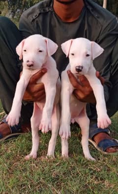 Bully Gultair Dog Puppies |  Bully Gultair Pair | Bully Dog