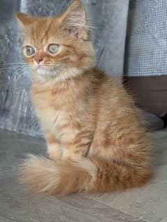 Punch Face Pure Persian Tripple Coated Kitten For Sale