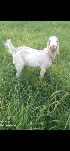 2 Goats For Sale 1 Male Goat 1 Female Goat