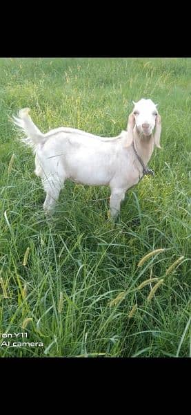 1 Male Goat 1 Female Goat Available For Sale 0