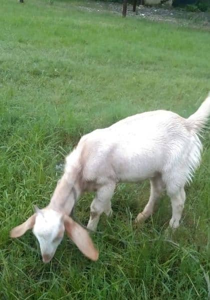 1 Male Goat 1 Female Goat Available For Sale 1