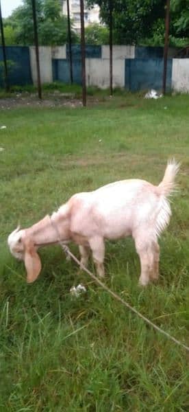 1 Male Goat 1 Female Goat Available For Sale 2