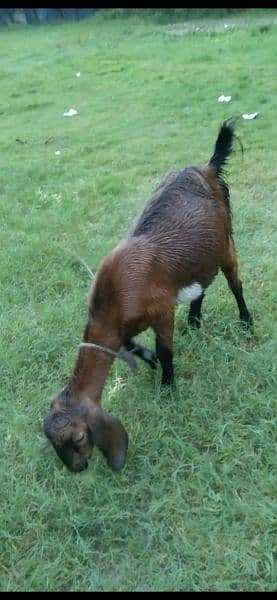 1 Male Goat 1 Female Goat Available For Sale 4