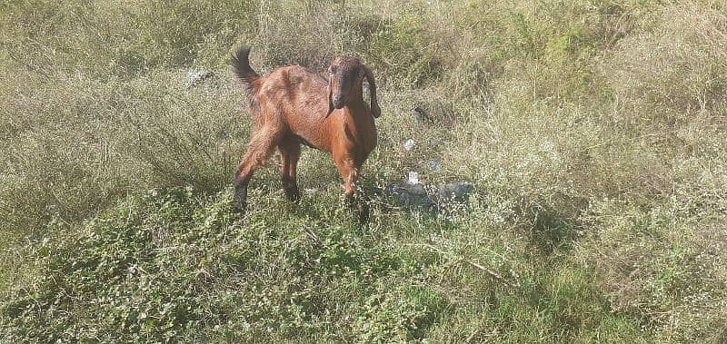 1 Male Goat 1 Female Goat Available For Sale 5