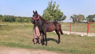 black female baby horse