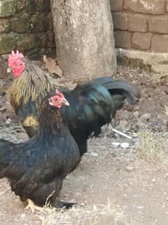 Cochin bantam pair