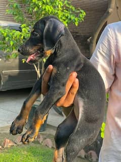 doberman puppy female