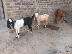 2 male and 1 female goat for sell