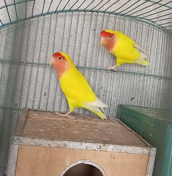 common lotinue love birds breedr pair 1