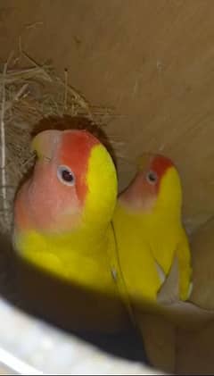 common lotinue love birds breedr pair