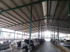 Industrial factory shed Dairy farm warehouse sheds steel