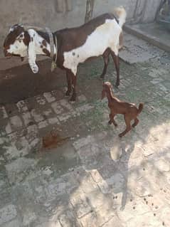 Beautifull Beetal goat with femal kids