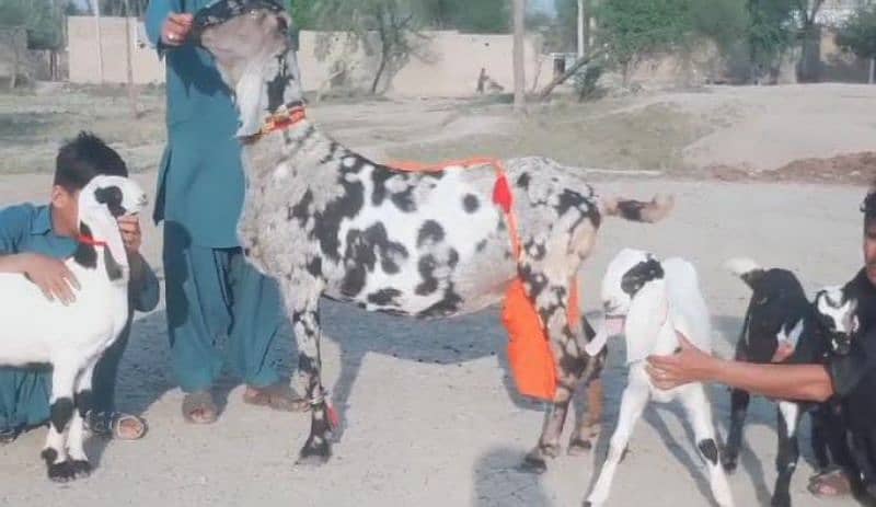 bakri for sale WhatsApp number 03207375837 1