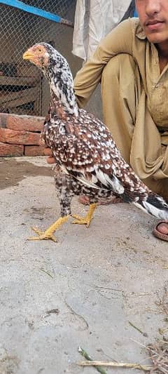 Mianwali Aseel Murghi Hen High quality