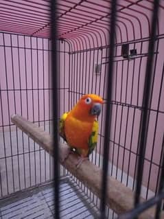 Sun Conure Red Factor