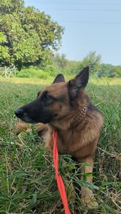 German Shepherd Army Trained Dog All vaccine done