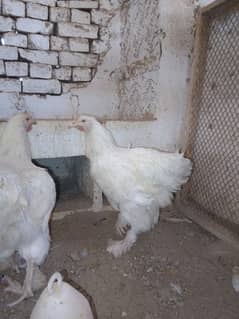 Havey buff bantam ayam semani astrolop