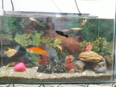 Fish+ aquarium 4 sale 03234964348