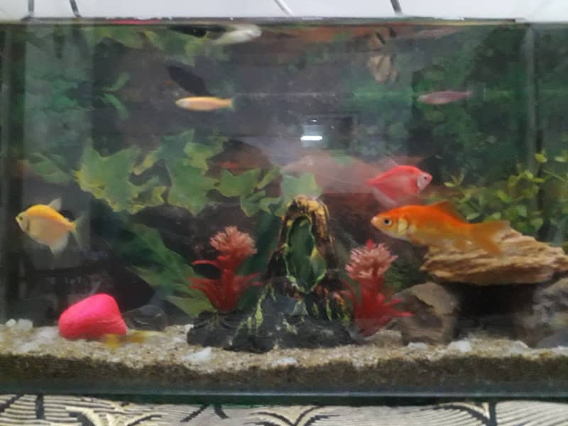 Fish+ aquarium 4 sale 03234964348 1