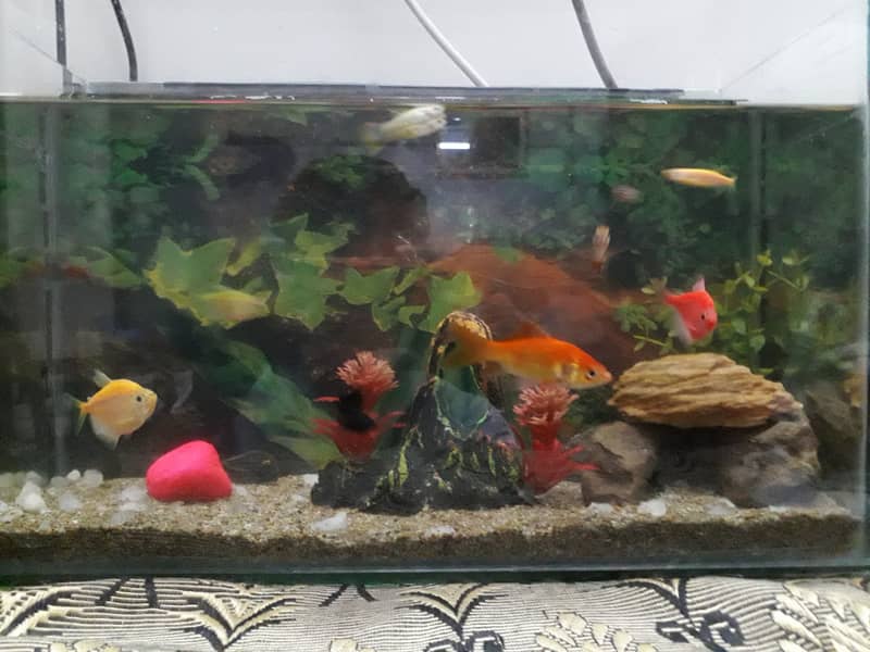 Fish+ aquarium 4 sale 03234964348 2