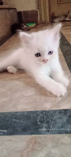 persian male kitten