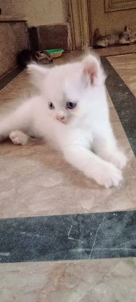 persian male kitten 1