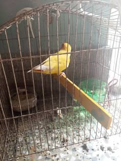 Love bird Latino yellow and red color